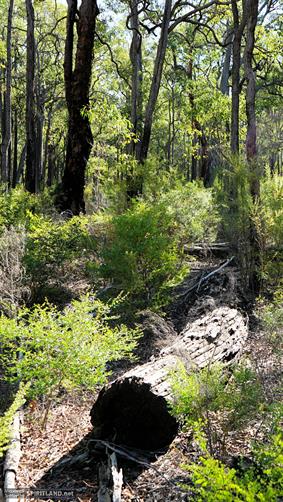 Jarrah Forest, WA. 